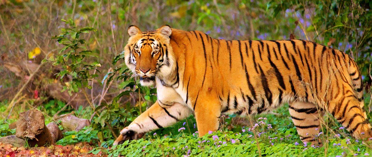 About Corbett