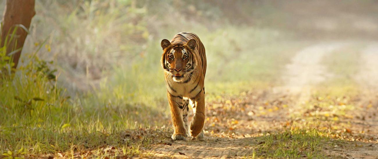 Corbett Luxury Tour